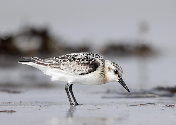 Sanderling Calidris alba