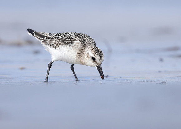 Sanderling Calidris alba