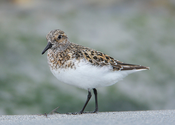 Sanderling Calidris alba