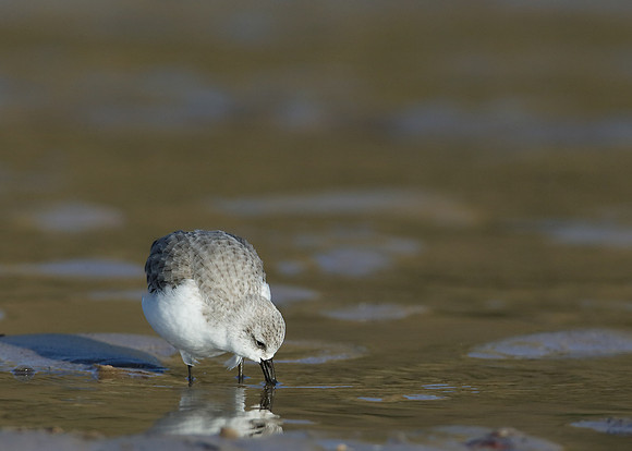 Sanderling Calidris alba
