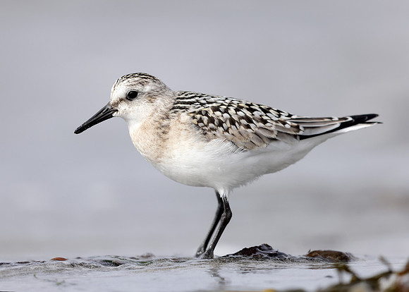 Sanderling Calidris alba