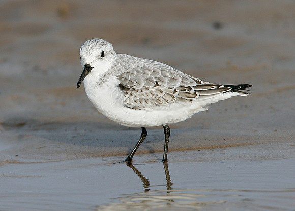 Sanderling Calidris alba