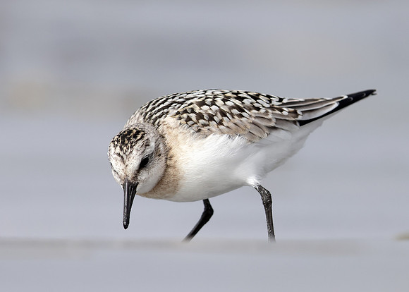 Sanderling Calidris alba