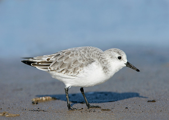 Sanderling Calidris alba