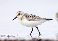 Sanderling Calidris alba