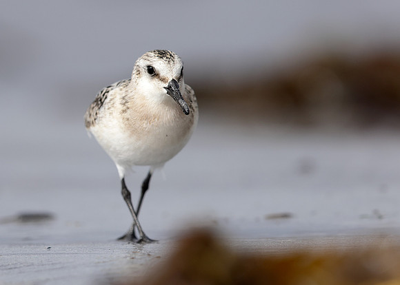 Sanderling Calidris alba