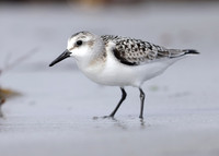 Sanderling Calidris alba