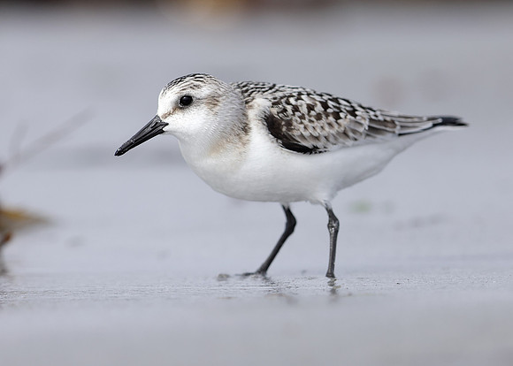 Sanderling Calidris alba
