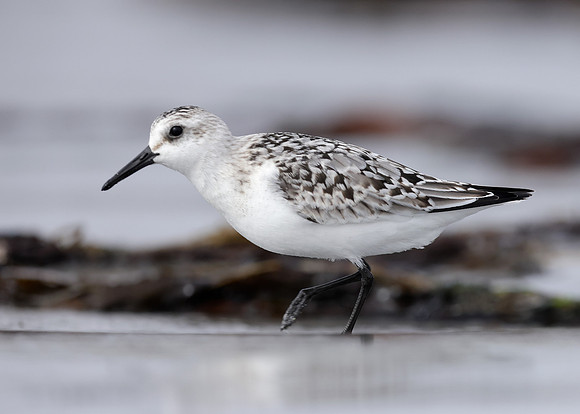 Sanderling Calidris alba