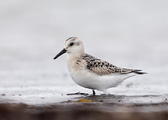 Sanderling Calidris alba