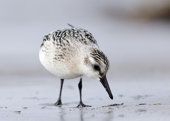 Sanderling Calidris alba