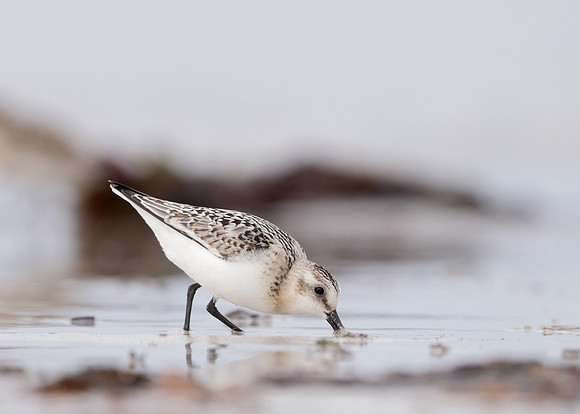 Sanderling Calidris alba