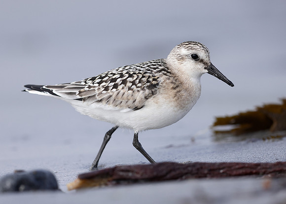 Sanderling Calidris alba