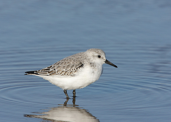 Sanderling Calidris alba