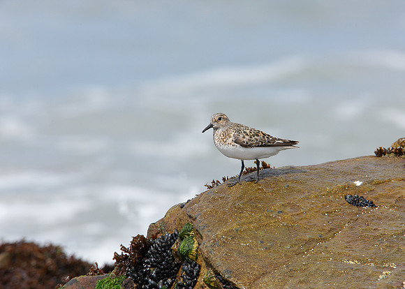 Sanderling Calidris alba