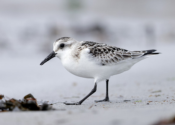 Sanderling Calidris alba