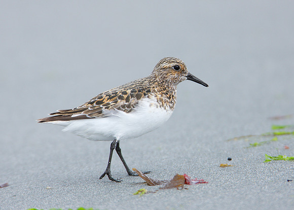 Sanderling Calidris alba