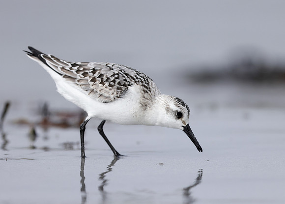 Sanderling Calidris alba