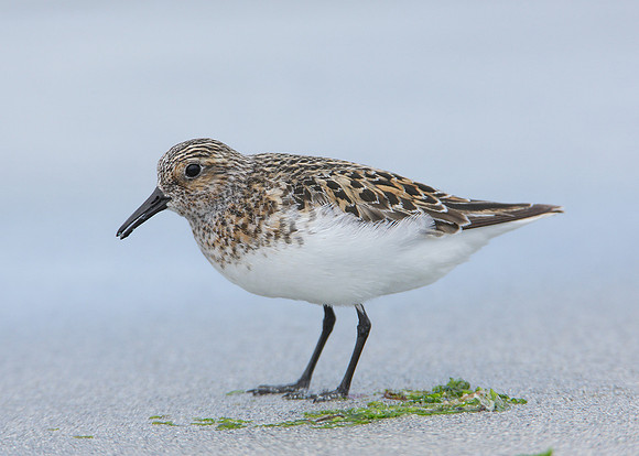 Sanderling Calidris alba