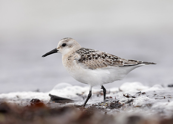 Sanderling Calidris alba
