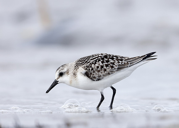 Sanderling Calidris alba