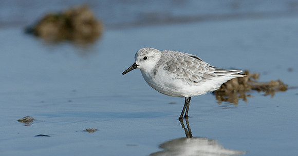 Sanderling Calidris alba