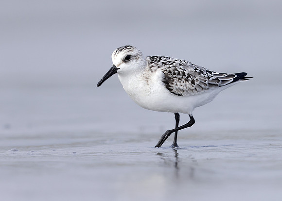 Sanderling Calidris alba