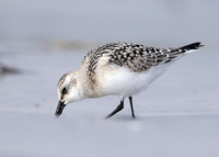 Sanderling Calidris alba