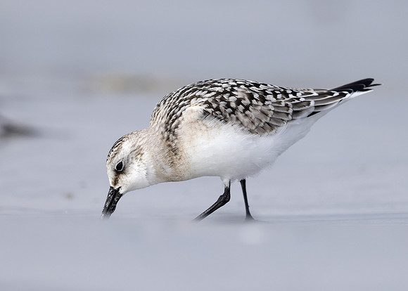 Sanderling Calidris alba