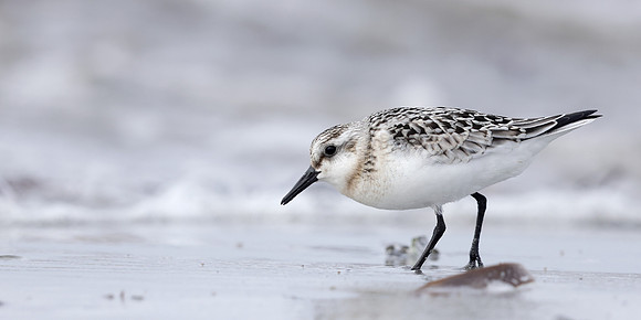 Sanderling Calidris alba