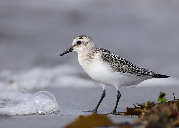 Sanderling Calidris alba
