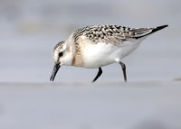 Sanderling Calidris alba