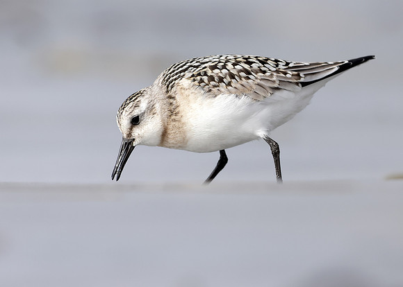 Sanderling Calidris alba