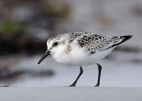 Sanderling Calidris alba