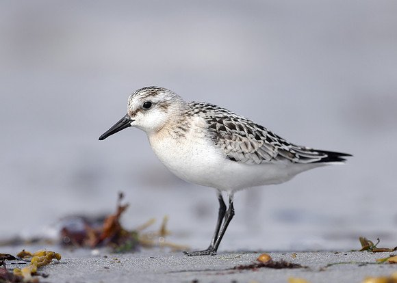 Sanderling Calidris alba