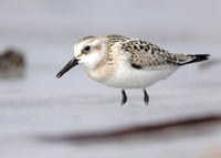 Sanderling Calidris alba