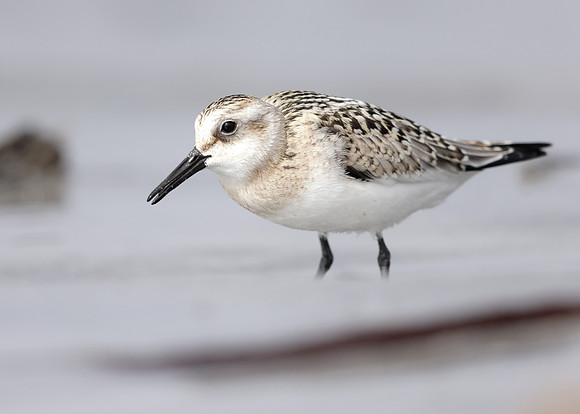 Sanderling Calidris alba