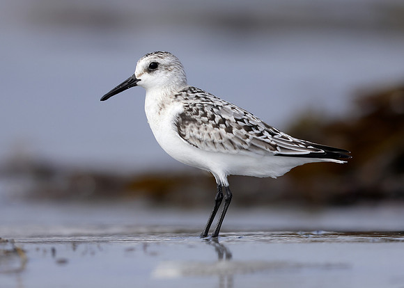Sanderling Calidris alba