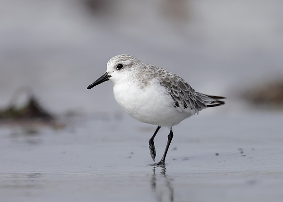 Sanderling Calidris alba