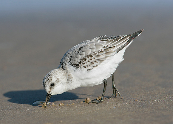 Sanderling Calidris alba
