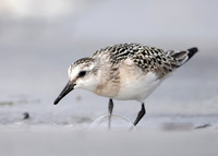 Sanderling Calidris alba