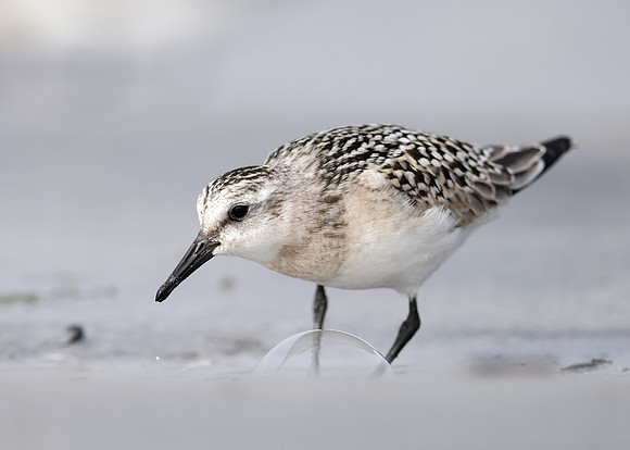 Sanderling Calidris alba