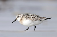 Sanderling Calidris alba
