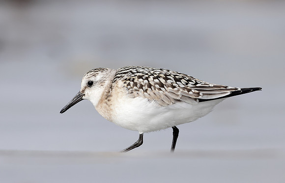 Sanderling Calidris alba
