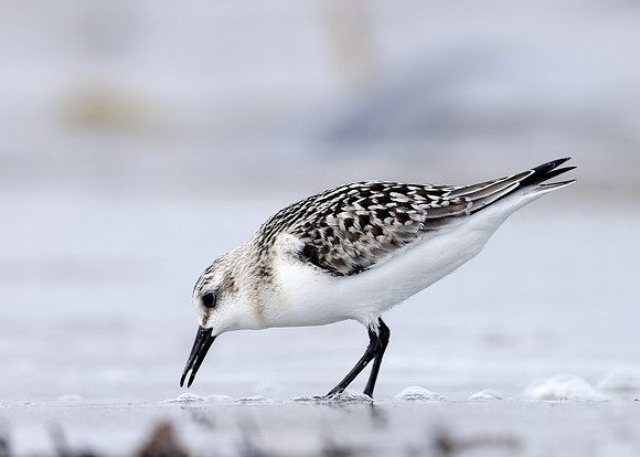 Sanderling Calidris alba