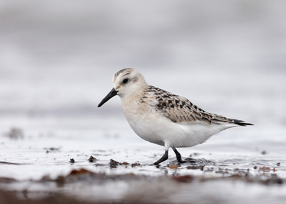 Sanderling Calidris alba