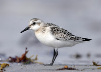 Sanderling Calidris alba