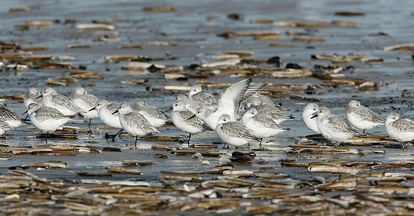 Sanderling Calidris alba