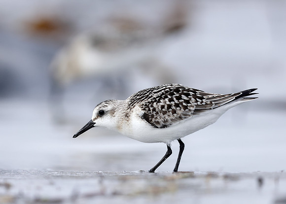 Sanderling Calidris alba