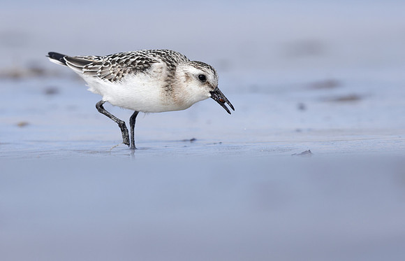 Sanderling Calidris alba